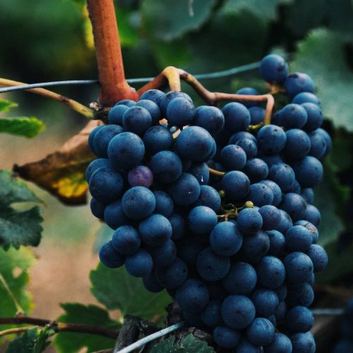 From Vineyard to Glass: Grape Market’s Wine Curation Journey